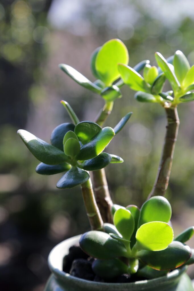 jade plant, succulent, green leaf, money tree, zen, relaxation, wellness, jade plant, jade plant, jade plant, jade plant, jade plant